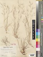 Syntype of Aristida scabrivalvis Hack. [family POACEAE]