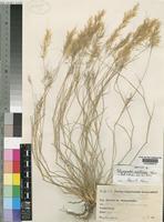 Stipagrostis vexillifera Kers [family POACEAE]