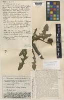 Isolectotype of Taraxacum naevosum Dahlst. [family COMPOSITAE]