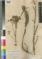 Type of Senecio serratuloides DC. var. dieterlenii Thell. [family COMPOSITAE]