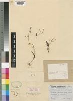 Holotype of Streptocarpus pumilus B.L.Burtt [family GESNERIACEAE]