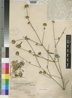 Type of Dicliptera rogersii Turrill [family ACANTHACEAE]
