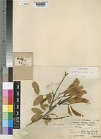 Dalbergia martinii F.White [family LEGUMINOSAE-PAPILIONOIDEAE]