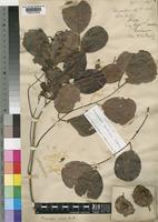 Syntype of Pterocarpus buchanani Schinz [family LEGUMINOSAE-PAPILIONOIDEAE]