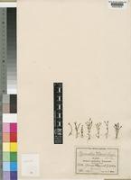 Lindernia wilmsii (Engl. & Diels) Philcox [family SCROPHULARIACEAE]