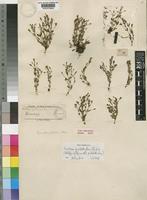 Holotype of Ilysanthes pulchella Skan [family SCROPHULARIACEAE]
