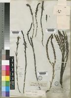 Striga bilabiata (Thunb.) Kuntze [family SCROPHULARIACEAE]
