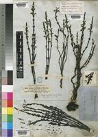 Striga gesnerioides (Willd.) Vatke [family SCROPHULARIACEAE]