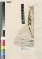 Selago welwitschii Rolfe var. welwitschii [family SCROPHULARIACEAE]