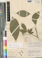 Holotype of Galipea davisii Sandwith [family RUTACEAE]
