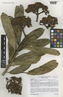 Isotype of Hortia oreadica Groppo, Kallunki & Pirani [family RUTACEAE]