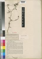 Type of Indigofera setiflora Baker [family LEGUMINOSAE-PAPILIONOIDEAE]