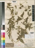 Syntype of Thunbergia alata Bojer ex Sims var. estinervia Burkill [family ACANTHACEAE]