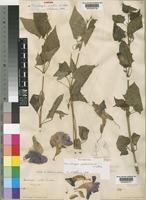 Syntype of Thunbergia mollis Lindau [family ACANTHACEAE]