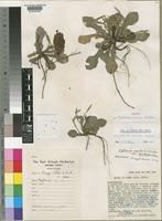 Isotype of Elytraria minor Dokosi [family ACANTHACEAE]
