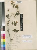 Isotype of Hygrophila volkensii Lindau [family ACANTHACEAE]
