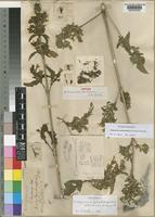 Syntype of Disperma dentatum C.B.Clarke [family ACANTHACEAE]