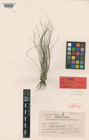 Holotype of Isoetes panchananii D.D.Pant & G.K.Srivast. [family ISOETACEAE]