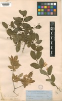 Type of Lonicera morrowii A.Gray [family CAPRIFOLIACEAE]