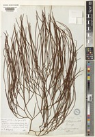 Lycopodium casuarinoides Spring [family LYCOPODIACEAE]