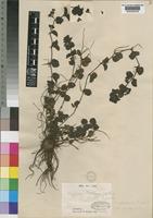 Veronica abyssinica Fresen. [family SCROPHULARIACEAE]