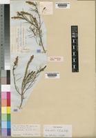 Type of Hebenstretia holubii Rolfe [family SCROPHULARIACEAE]