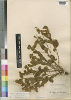 Seddera suffruticosa (Schinz) Hallier f. var. hirsutissima Hallier f. [family CONVOLVULACEAE]