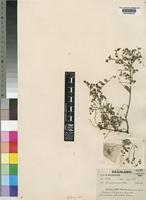 Type of Phyllanthus hutchinsonianus S.Moore [family EUPHORBIACEAE]