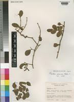 Taxillus wiensii Polhill [family LORANTHACEAE]