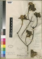 Anisopappus kirkii (Oliv.) Brenan [family COMPOSITAE]