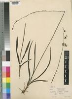 Type of Eulophia sabulosa Schltr. [family ORCHIDACEAE]
