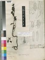 Eulophia limodoroides Kraenzl. [family ORCHIDACEAE]