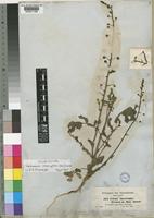 Verbascum interruptum (Fresen.) Kuntze [family SCROPHULARIACEAE]