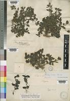 Type of Diclis ovata Benth. [family SCROPHULARIACEAE]