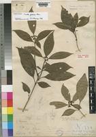 Pavetta gabonica Bremek. [family RUBIACEAE]