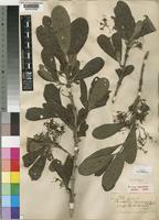 Lectotype of Pavetta schumanniana F.Hoffm. ex K.Schum [family RUBIACEAE]
