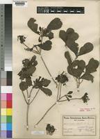 Pavetta catophylla K.Schum. var. pubescens Bremek. [family RUBIACEAE]
