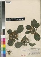 Pavetta comostyla S.Moore subsp. comostyla [family RUBIACEAE]