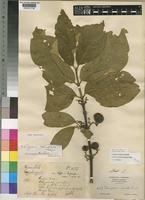 Vangueria infausta Burch. var. rotundata [family RUBIACEAE]