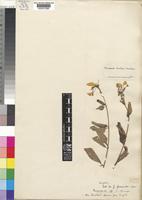 Pseudomussaenda monteiroi Wernham [family RUBIACEAE]