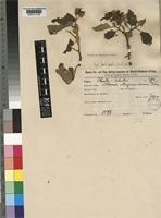 Solanum richardii Dunal [family SOLANACEAE]