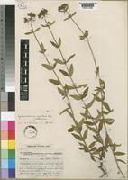 Type of Agathisanthemum angolense Bremek. f. dolichostylum [family RUBIACEAE]