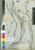 Holotype of Pegolettia mucronata Benth. [family COMPOSITAE]