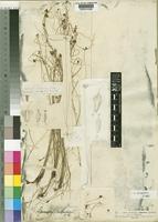 Lipocarpha nana (A.Rich.) Cherm. [family CYPERACEAE]