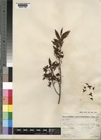 Type of Microsteira ivohibensis Arènes [family MALPIGHIACEAE]