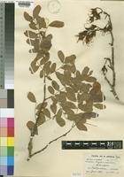 Type of Schotia rogersii Burtt Davy [family LEGUMINOSAE-CAESALPINIOIDEAE]