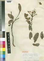 Type of Cynometra palustris J.Léonard [family LEGUMINOSAE-CAESALPINIOIDEAE]