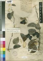 Guibourtia coleosperma (Benth.) J.Léonard [family LEGUMINOSAE-CAESALPINIOIDEAE]