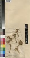 Centaurea pullata L. var. minor Ball [family COMPOSITAE]