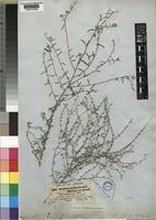 Heliotropium strigosum Willd. [family BORAGINACEAE]